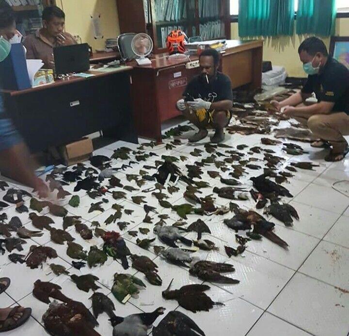 WNA Asal AS Selundupkan 220 Opsetan Satwa Dilindungi di Papua