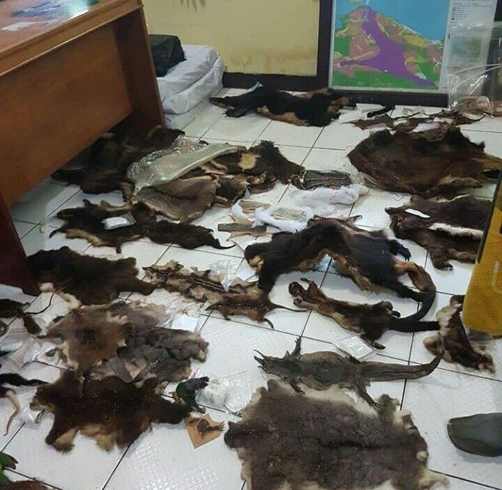 WNA Asal AS Selundupkan 220 Opsetan Satwa Dilindungi di Papua