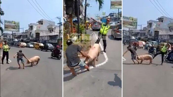 Video Seekor Babi Lepas Berkeliaran di Jalan, Polisi Kelabakan