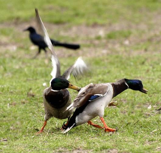 Soal Perkimpoian Inilah Hewan Yang Paling Brutal.10 Fakta Tentang Bebek