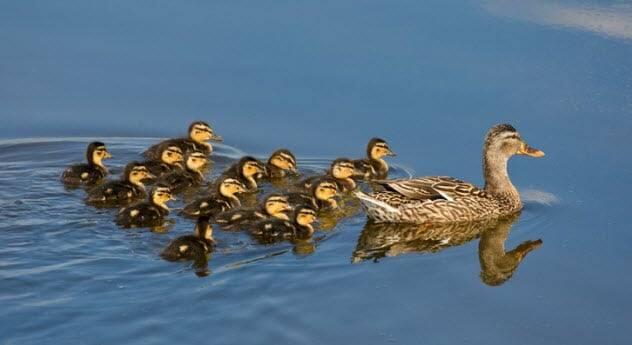 Soal Perkimpoian Inilah Hewan Yang Paling Brutal.10 Fakta Tentang Bebek