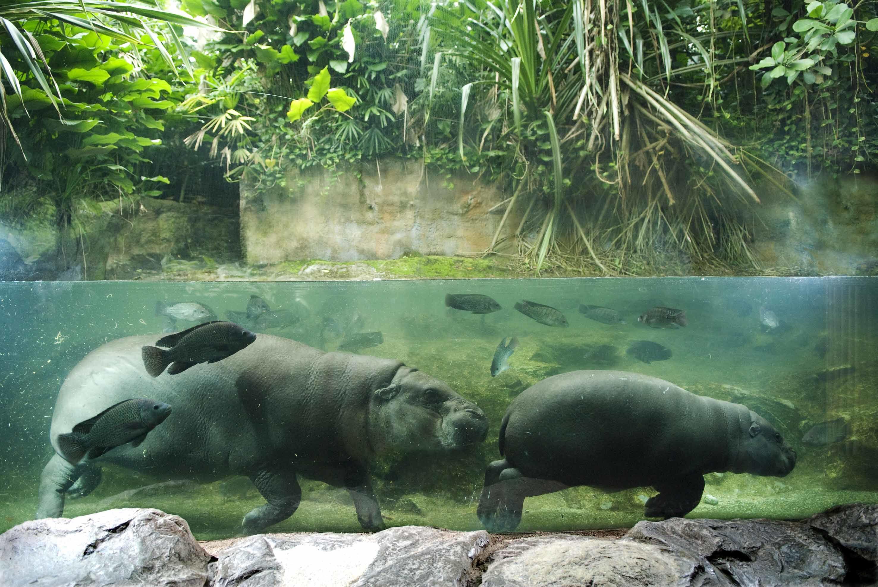 Hadirkan Wisata Malam di Tengah Hutan, Singapore Zoo Jadi Makin Seru!
