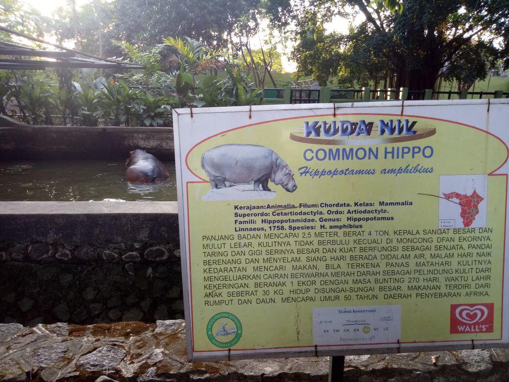 Malika, Bayi Kuda Nil Koleksi Baru Kebun Binatang Surabaya