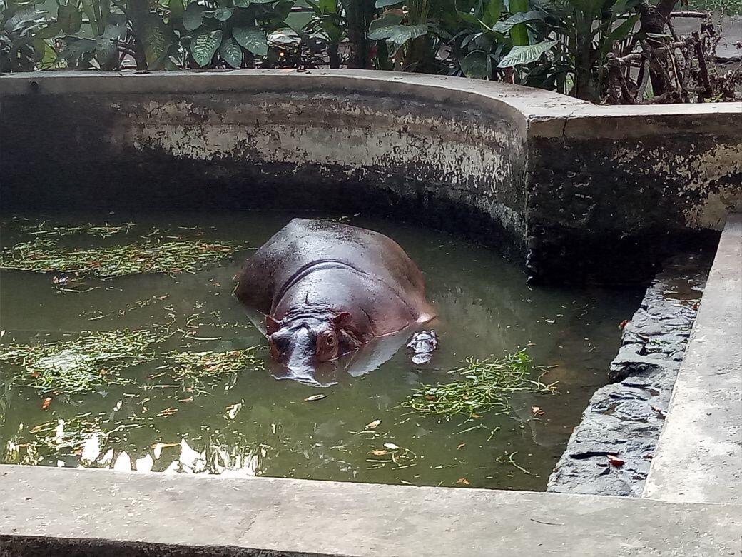 Malika, Bayi Kuda Nil Koleksi Baru Kebun Binatang Surabaya