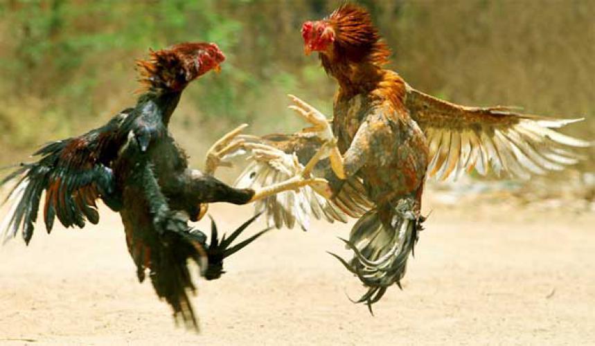 Tradisi yang berhubungan dengan ayam di Indonesia