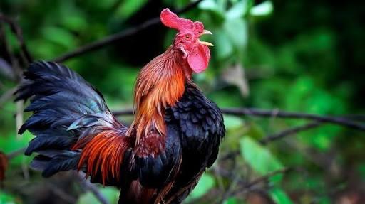 Tradisi yang berhubungan dengan ayam di Indonesia