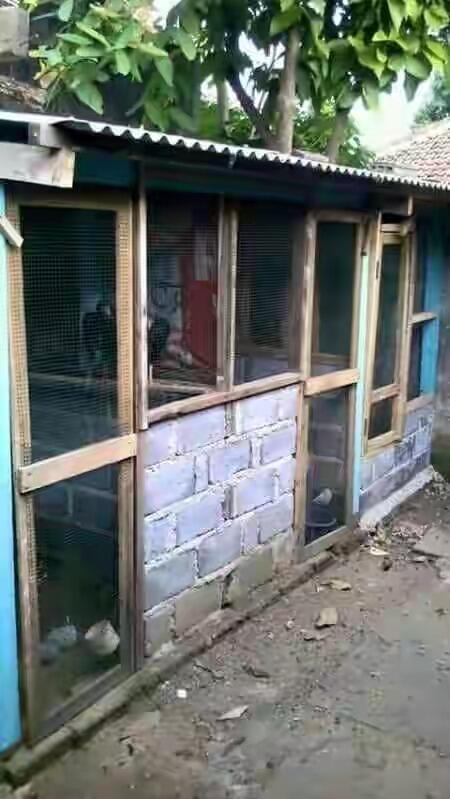 Koleksi Ane Nih Gan, Koleksi Ayam Laga !!