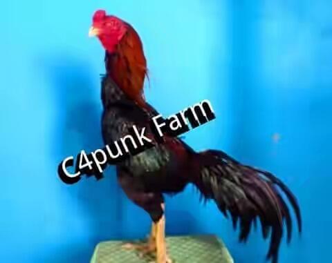 Koleksi Ane Nih Gan, Koleksi Ayam Laga !!