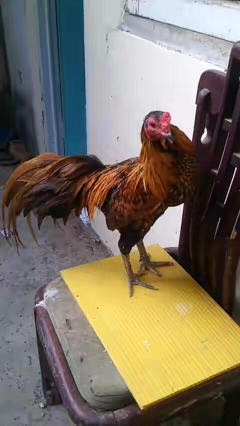 Koleksi Ane Nih Gan, Koleksi Ayam Laga !!