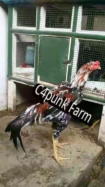 Koleksi Ane Nih Gan, Koleksi Ayam Laga !!