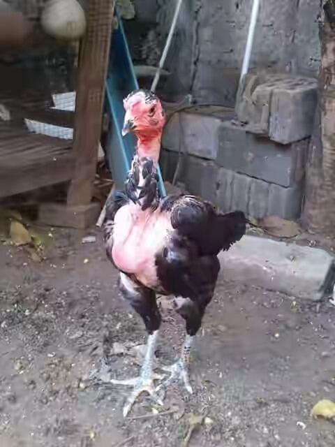Koleksi Ane Nih Gan, Koleksi Ayam Laga !!