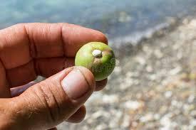 Manchineel, Pohon Paling Beracun yang Bisa Sebabkan Kematian

