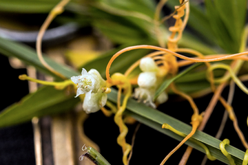 Cuscuta pentagona, Tanaman Rambat 'Vampir' Penghisap DNA Mangsanya

