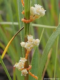 Cuscuta pentagona, Tanaman Rambat 'Vampir' Penghisap DNA Mangsanya

