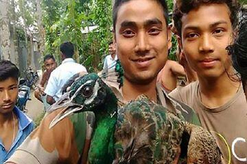 Burung Merak Mati Setelah 'Disiksa' Warga yang Ingin Selfie Dengannya

