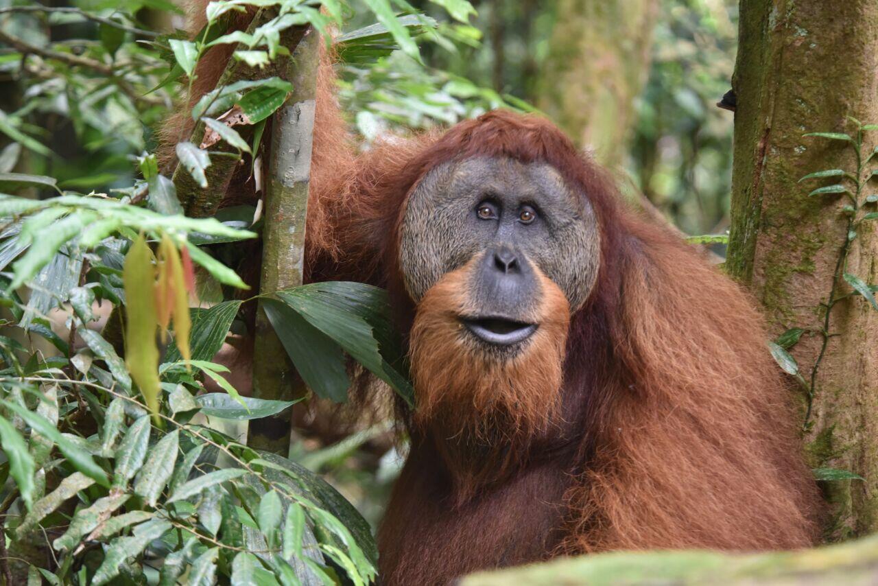 KLHK Terus Lakukan Upaya Penyelamatan Orangutan