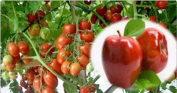 Ini Yang Kamu Rasakan Jika Rutin Konsumsi Kedua Buah Ini, Perokok Harus Mencobanya