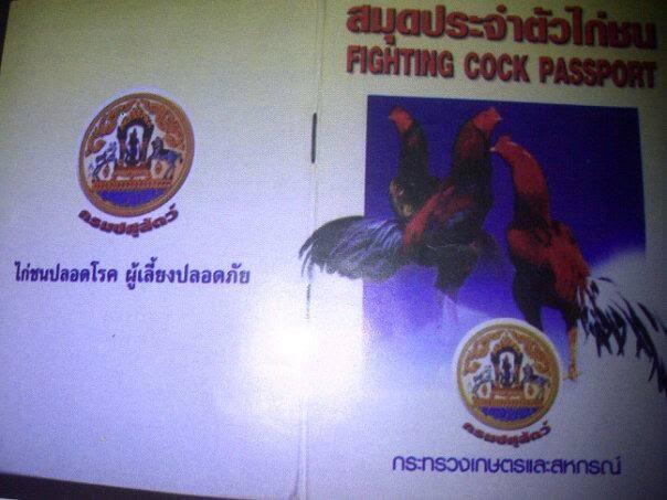Koleksi Ane Nih Gan, Koleksi Ayam Laga !!