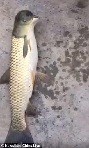 Ini Nih Ikan Kepala Merpati Yang Lagi Heboh Di Cina