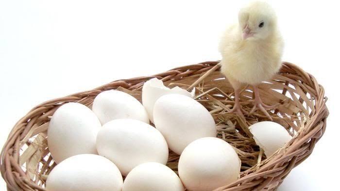 Aneh Tapi Nyata, Ratusan Telur Menetas Di Tempat Sampah