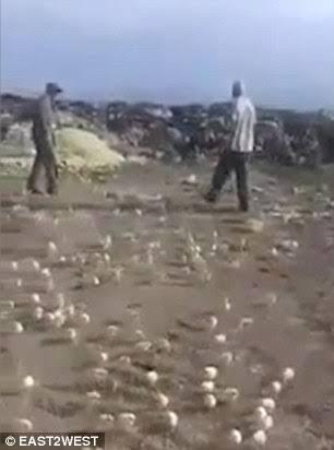 Aneh Tapi Nyata, Ratusan Telur Menetas Di Tempat Sampah