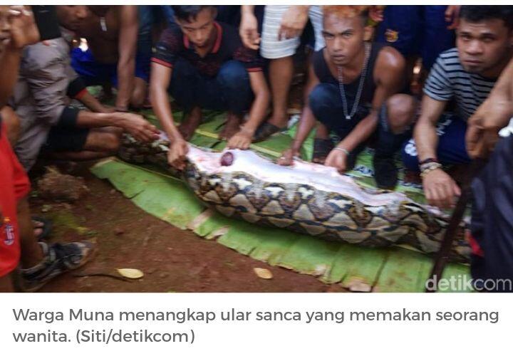 Wanita Dimakan Ular Sanca Bulat-bulat di Sultra