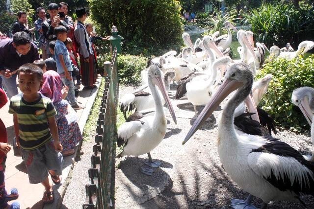 Kebun Binatang Ragunan Targetkan 800 Ribu Pengunjung