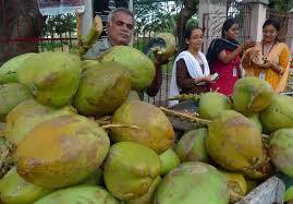 Agen kelapa muda