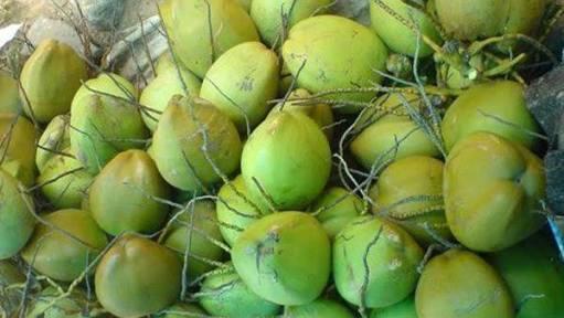 Agen kelapa muda