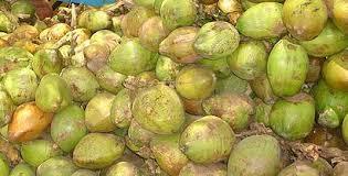 Agen kelapa muda