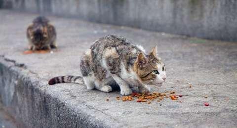 Kasihan, Puluhan Kucing di Riau Kelaparan Ditinggal Mudik