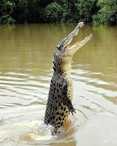 Buaya Di Temukan Di Teluk Laut Jakarta !! Kok Bisa ??