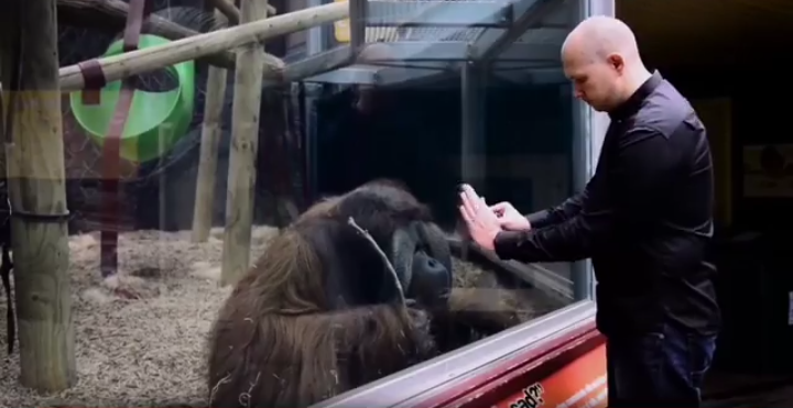 PRIA INI SUKSES MENGELABUI ORANGUTAN DENGAN AKSI SULAPNYA.