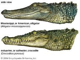 5 Perbedaan Yang Nyata Antara Alligator VS Crocodile