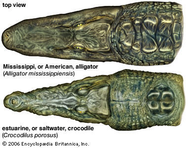 5 Perbedaan Yang Nyata Antara Alligator VS Crocodile