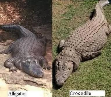 5 Perbedaan Yang Nyata Antara Alligator VS Crocodile