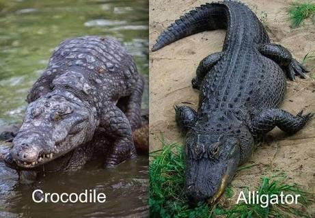 5 Perbedaan Yang Nyata Antara Alligator VS Crocodile