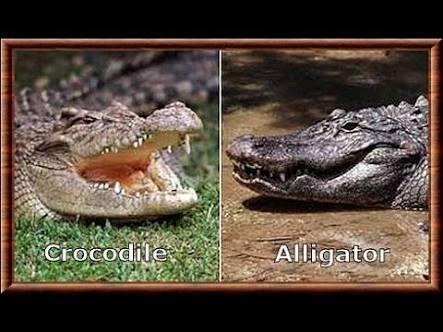 5 Perbedaan Yang Nyata Antara Alligator VS Crocodile