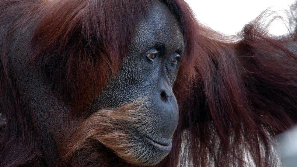 Puan, Orangutan Sumatra Tertua di Dunia Mati di Australia