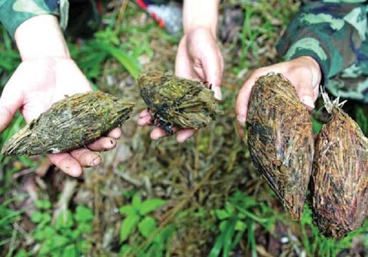 Pabrik di Tiongkok Ubah Kotoran Panda Menjadi Tisu