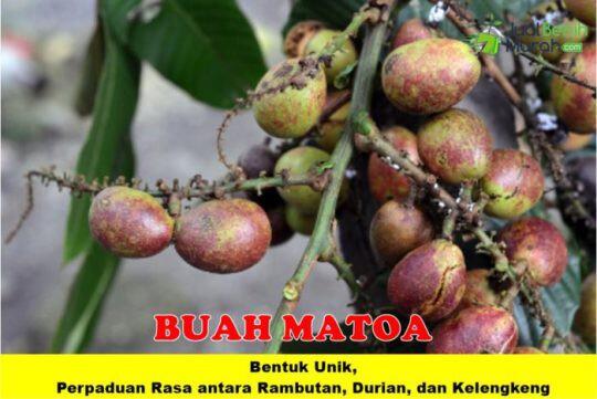 Buah-Buahan Yang Jarang Ada Di Jual Pada Zaman Now