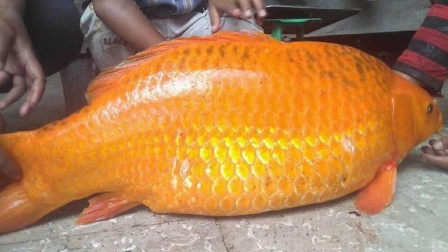 Misteri Ikan Mas Sebelum Kapal Sinar Bangun Tenggelam