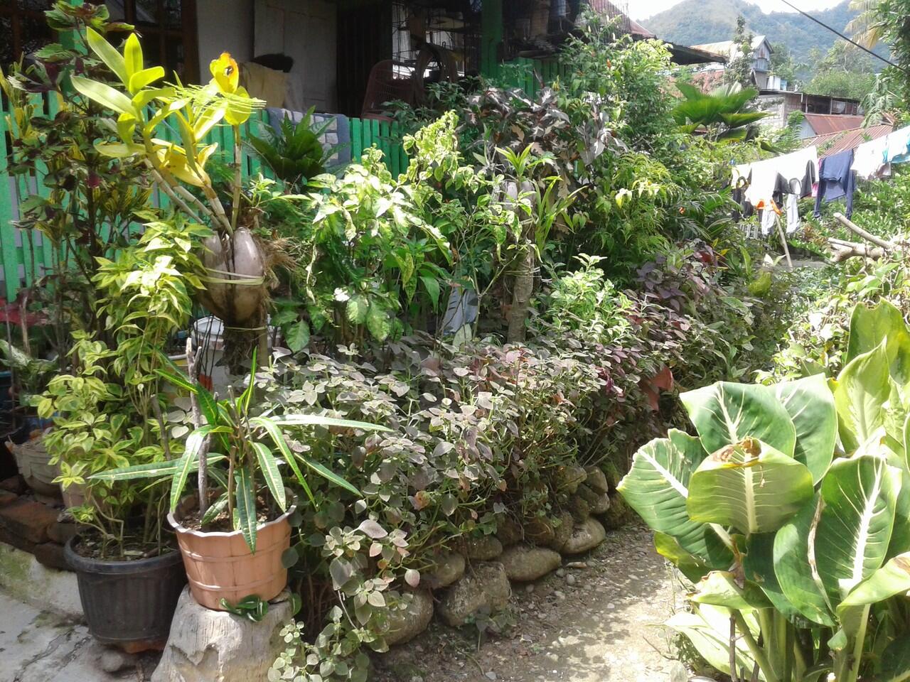 Keindahan Corak Warna dan Kicaunnya Menenangkan Hatiku