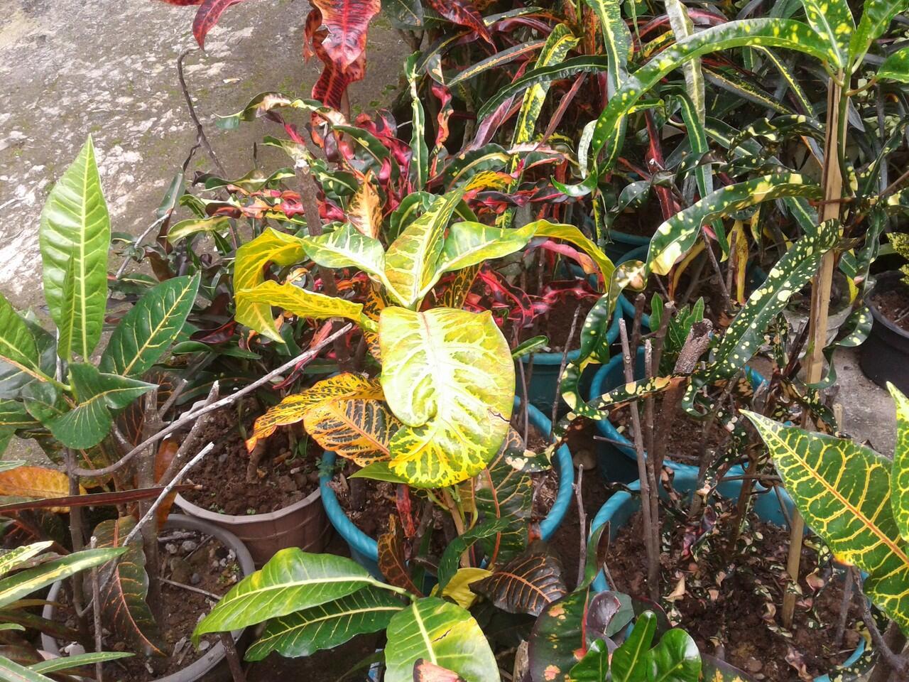 Keindahan Corak Warna dan Kicaunnya Menenangkan Hatiku