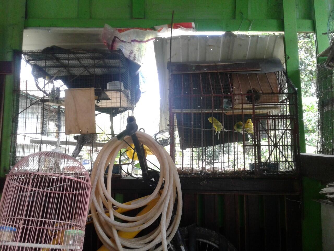 Keindahan Corak Warna dan Kicaunnya Menenangkan Hatiku