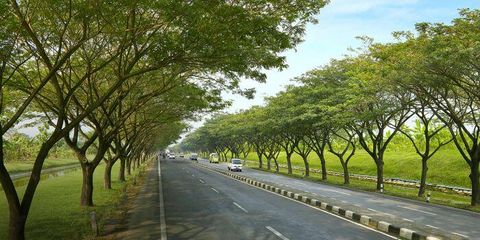 Trembesi akan hijaukan ruas Tol Gempol-Pasuruan