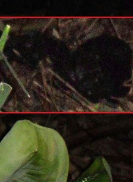 Mereka Buktikan
Hantu Itu Ada
