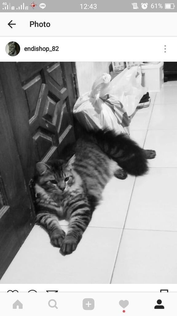 Kucingku dibilang hilang sama pihak pet shop daerah veteran , jogjakarta