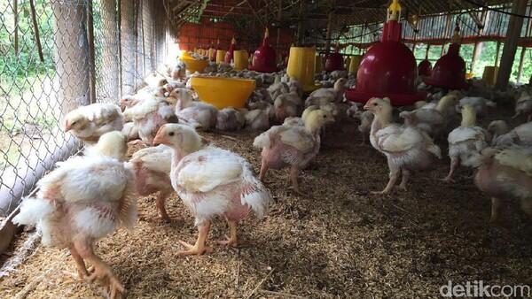 Harga Ayam Sudah Naik Jadi Rp 21.000/Kg di Tingkat Peternak
