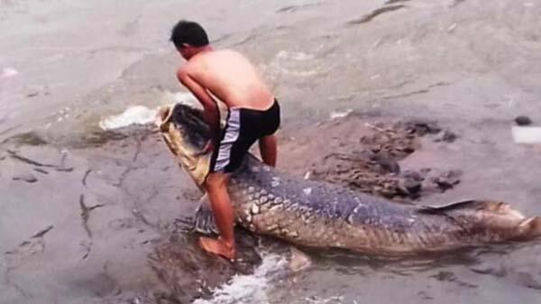 Ikan Arapaima Raksasa Ditemukan di Sidoarjo, Kok Malah Dibiarkan Mati?